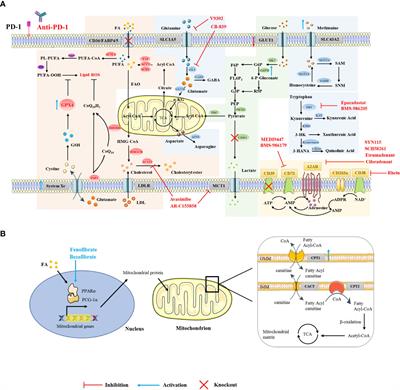 Targeting T-cell metabolism to boost immune <mark class="highlighted">checkpoint inhibitor therapy</mark>